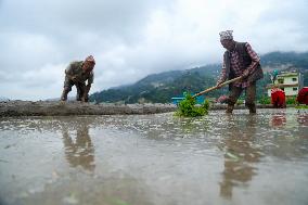 (GENERAL NEWS) PADDY PLANTATION IN NEPAL, KATHMANDU, NEPAL, 29 JUN, 2022